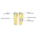 Cruise Men Riding Jeans